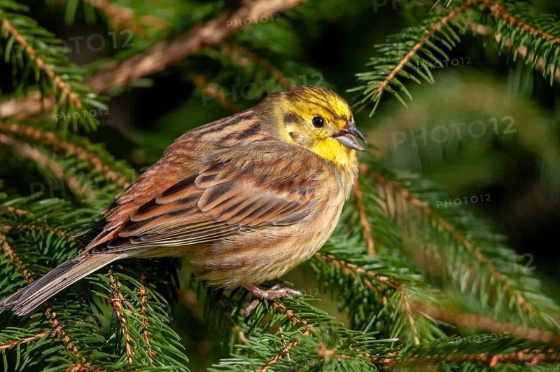 Emberiza citrinella, goldammer, yellowhammer, birds, male, passeri, songbirds, birds
