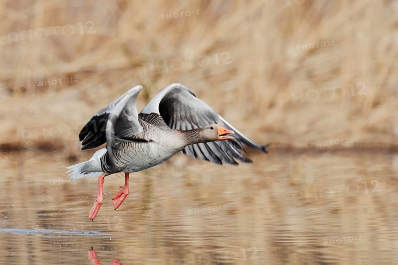 Greylag goose (Anser anser), flying, North Rhine-Westphalia, Germany