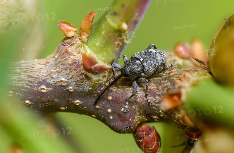 Curculio villosus, oak gall weevil, beetle, coleoptera, insects, beetles