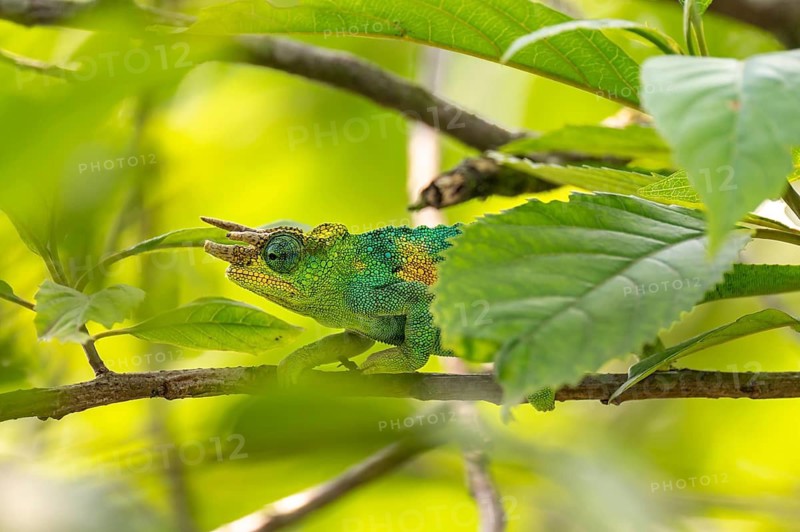 Three-horned chameleon (Trioceros jacksonii), male, between leaves on a branch, Bwindi Impenetrable Forest National Park, Uganda