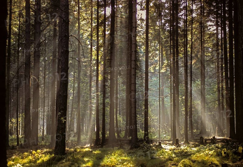 Pöllwitzer Wald, Thuringia, autumn, backlight, haze, autumn, high size, portrait, landscape, coniferous forest, fog, mood, Vogtland, forest, wood