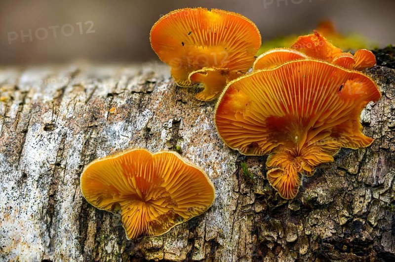 Claudopus nidulans, crepidotus jonquilla, orange sapling, panus nidulans, phyllotopsis nidulans, fungi, fungus, mock oyster, orange oyster, mushrooms