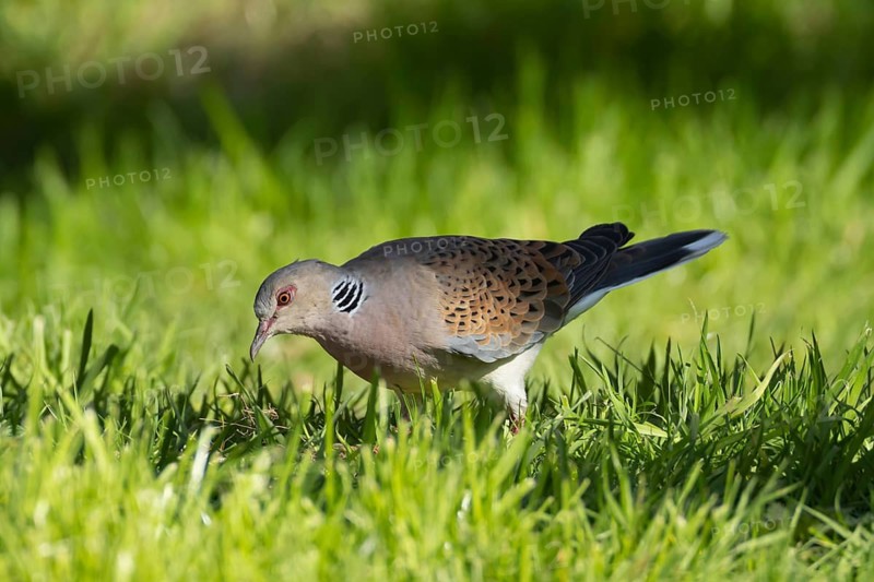 European turtle dove (Streptopelia turtur) adult bird in grassland, England, United Kingdom