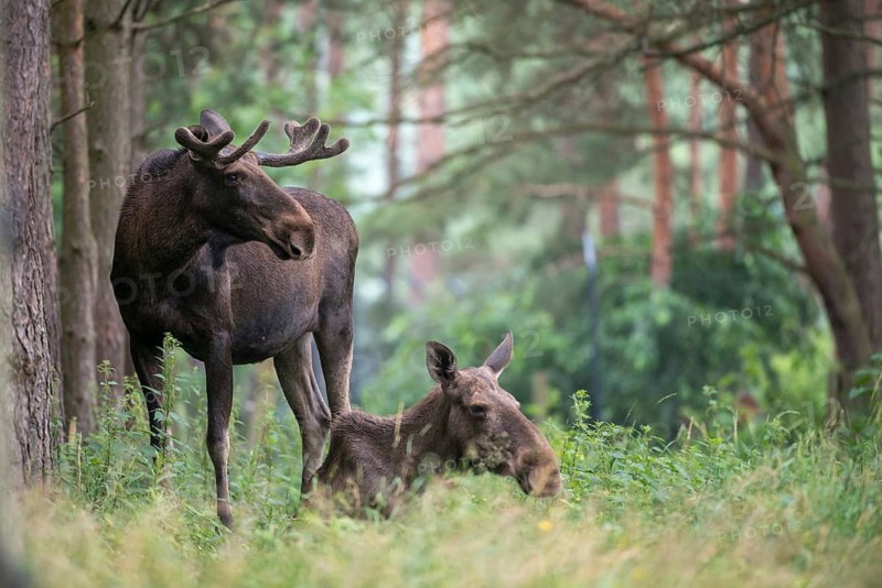 Alces alces, artiodactyla, elk, even-toed ungulates, mosses, cloven-hoofed animals, mammals