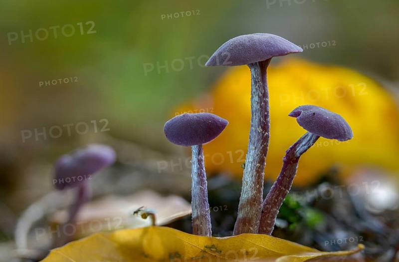 Amethyst deceiver, blue lacquer funnel, heather truffle relatives, hydnangiaceae, laccaria amethystea, purple lacquer funnel, purple lacquer funnel, fungi, fungi, mushrooms