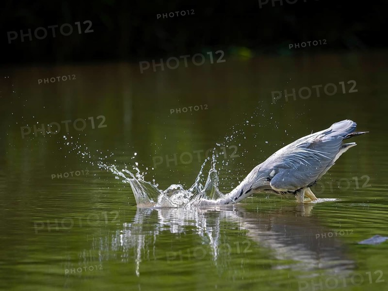 A gray heron hunting, Ümminger See, Bochum, Ruhrpott, North Rhine-Westphalia, Germany