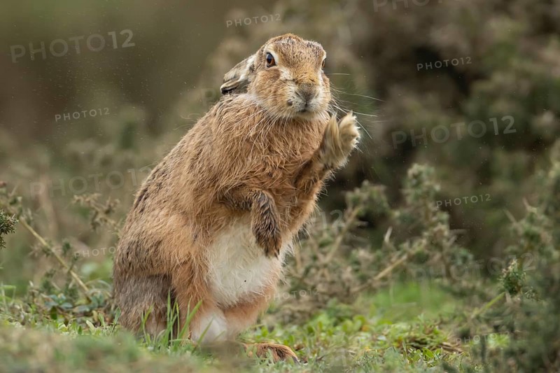 European brown hare (Lepus europaeus) adult animal shaking in grassland, England, United Kingdom