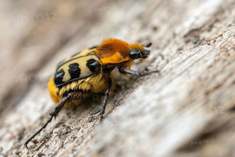 Bee beetle, leaf horn beetle, belted brush beetle, smooth-brained brush beetle, brush beetle, scarabaeidae, trichius gallicus, beetle, coleoptera, female, insects, beetles, female