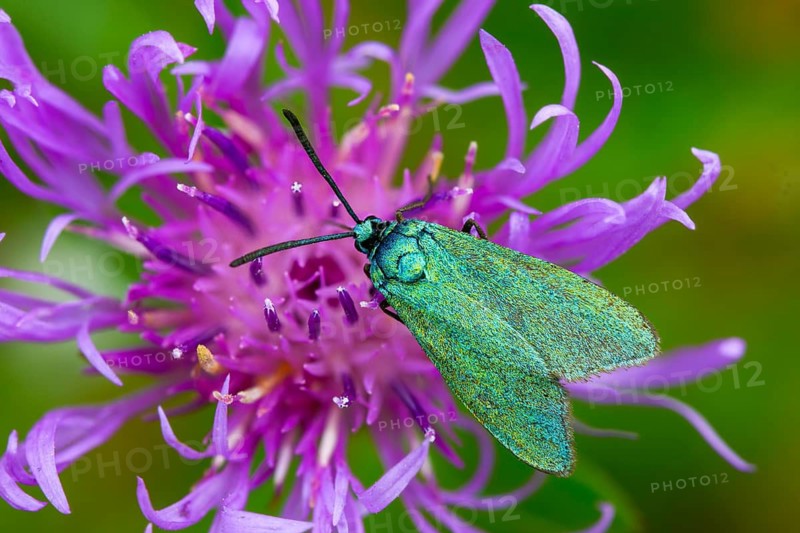Flake green ram, green ram, jordanita globulariae, insects, moths, moths, moth, scarce forester, ram