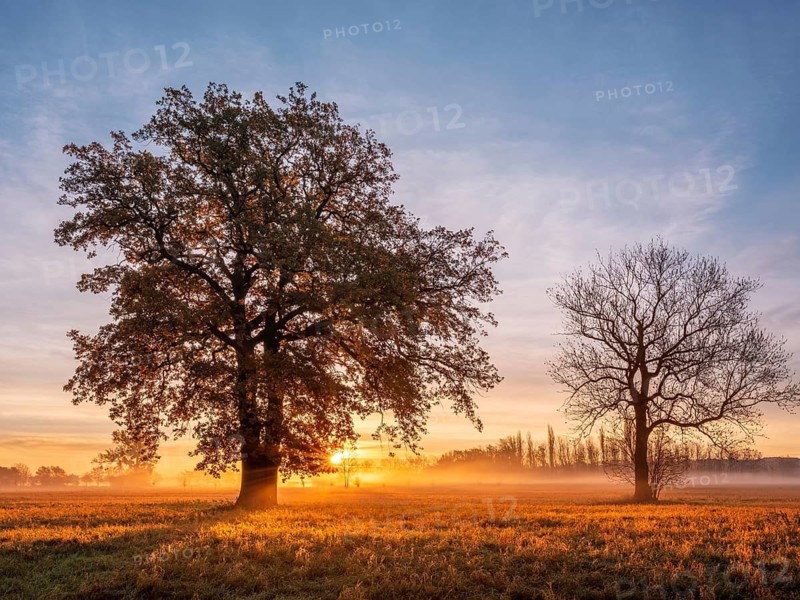 Morning atmosphere in the flower ground in autumn, trees in a meadow with morning fog against light at sunrise, Naumburg, Saxony-Anhalt, Germany