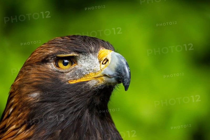 Close-up of an eagle looking alert and majestic, Golden Eagle (Aquila chrysaetos), adult, animal portrait, in winter, Bohemian Forest, Czech Republic