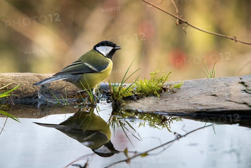 Great tit, great tit, parus major, bath, bird bath, birds, tit, passeri, songbirds, songbirds, tits, potions, birdbath, birds, watering place