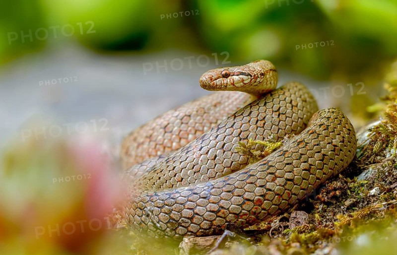 Coronella Austriaca, smooth snake, reptilia, reptilia, reptiles, snakes, snakes