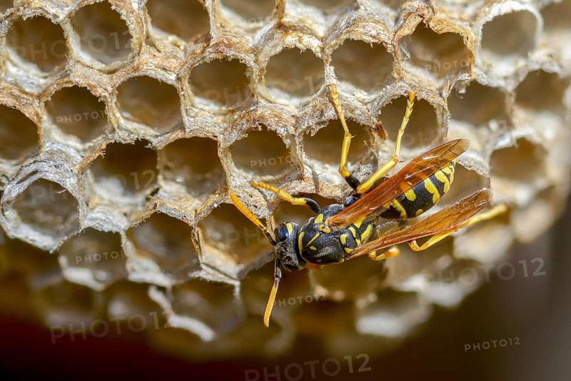 Brighter-colored paper wasp, French field wasp, gallic field wasp, house field wasp, hymenoptera, polistes dominula, vespidae, wrinkle wasp, field wasp, insects, insects