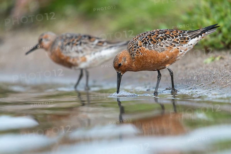 Calidris canutus, knot, knutt, coastal sandpiper, red knot, birds, breeding plumage, brood dress, charadriiformes, limikolen, magnificent dress, snipe birds, scolopacidae, birds, waders, waders, waders