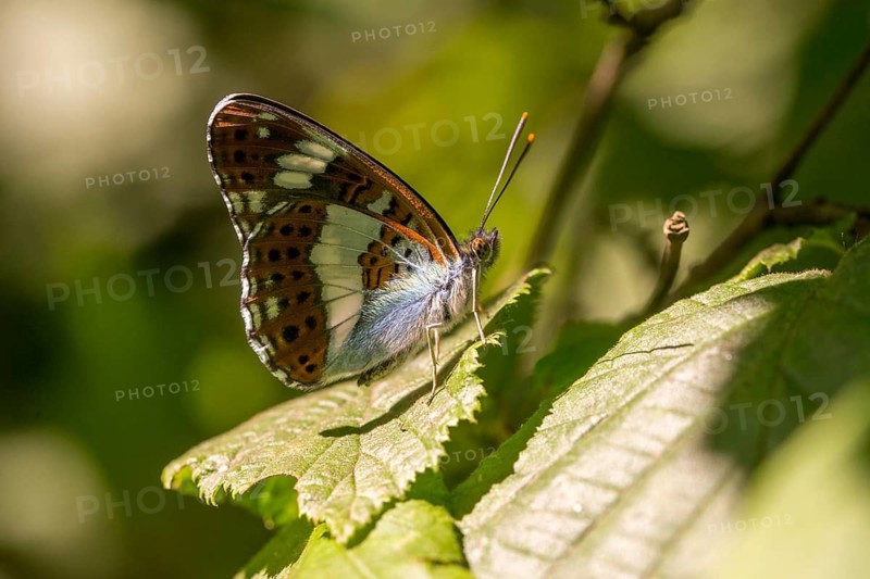 Small kingfisher, Ladoga camilla, limenitis camilla, white admiral, butterfly, insects, butterfly, butterflies