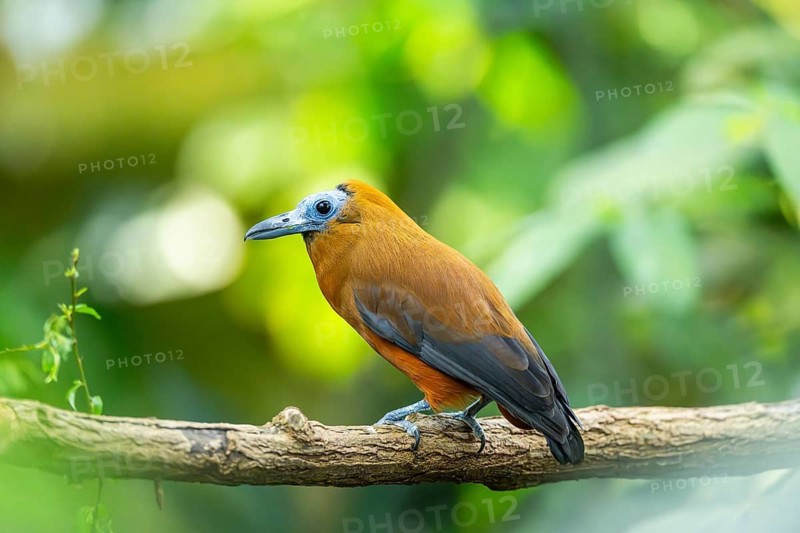 Capuchinbird, calfbird (Perissocephalus tricolor) sitting on a branch, captive, distribution South America