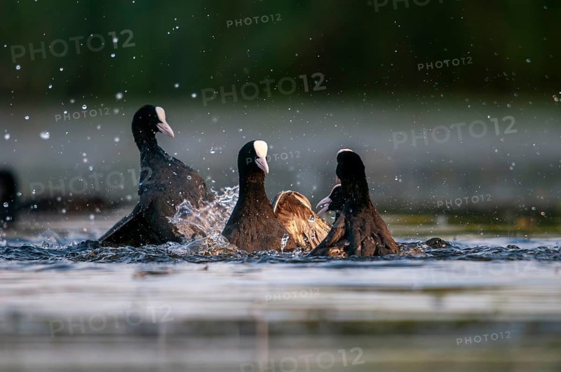 Eurasian Coot Coot, Fulica Atra, Battle, Birds, Coot, Coot, Fight, Gruiformes, Fight, Crane Birds, Rails, Rallidae, Strike, Birds, Waterbirds, Waterbirds