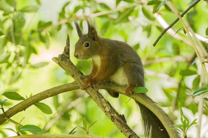A squirrel (Sciurus vulgaris) sitting on a branch amidst leaves, Hesse, Germany