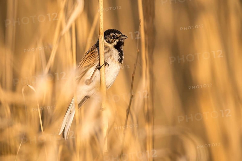 Emberiza schoeniclus, reed bunting, birds, male, passeri, songbirds, songbirds, birds