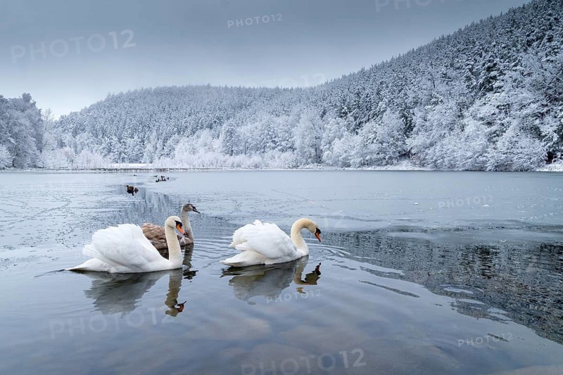 Cygnus olor, mute swan, anatidae, birds, duckbirds, cusp swan, swans, snow, swans, birds, waterbirds, waterbirds, winter
