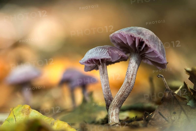 Amethyst deceiver, blue lacquer funnel, laccaria amethystea, purple lacquer mushroom, purple lacquer funnel, fungi, fungi, mushrooms