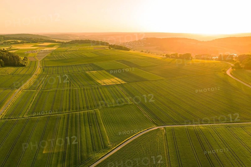 Aerial view of vast golden fields under a clear sky, Gechingen, Hecken and Gäu region, Landreis Calw, Germany