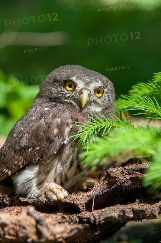 Glaucidium passerinum, pygmy owl, passerine owl, birds, owls, adolescent, high size, portrait, juvenile, owls, strigiforms, birds