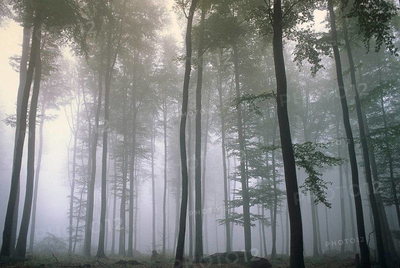 Germany, Hesse, Odenwald, atmosphere, autumn, beech forest, haze, autumn, landscape, deciduous forest, fog, mood, forest, wood