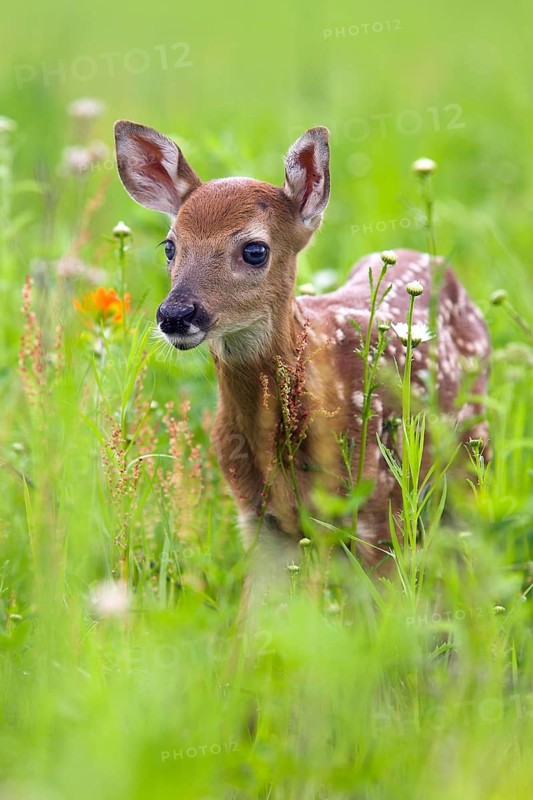 White-tailed deer (Odocoileus virginianus), Minnesota, USA. A young fawn stands in a green, flower-filled meadow