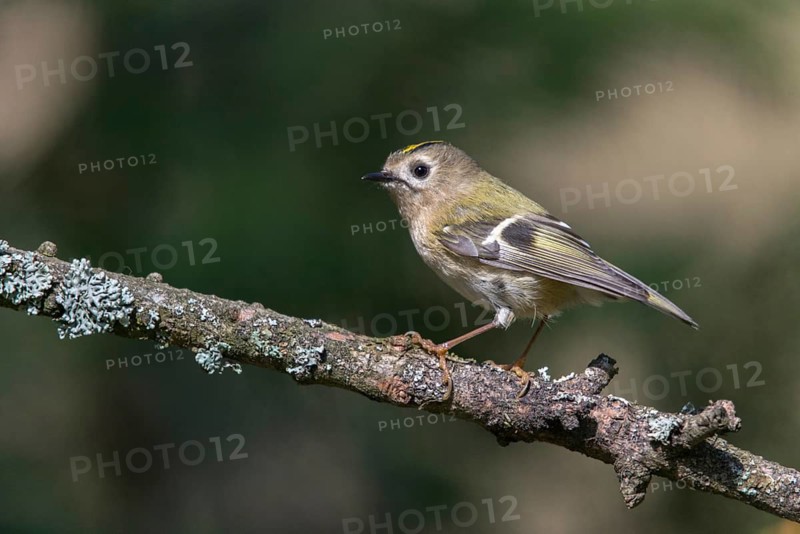 Goldcrest, golden chicken, Regulus regulus, winter golden chicken, birds, passeri, songbirds, birds