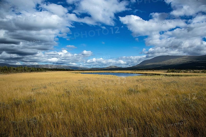 Wide landscape with yellow meadow under blue sky and clouds, landscape in the mountains, Dovrefjell-Sundalsfjella National Park, Norway