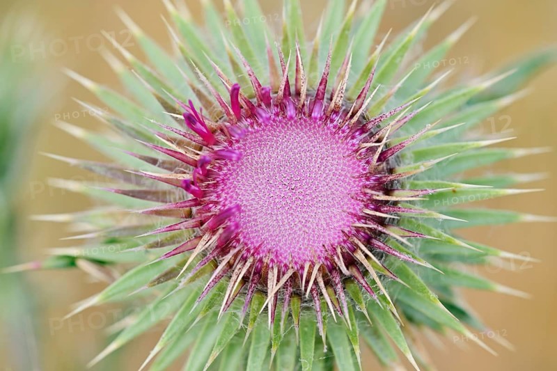 Musk Thistle (Carduus nutans), flower, North Rhine-Westphalia, Germany