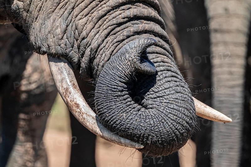 Detail of the trunk, African elephant (Loxodonta africana), Addo Elephant National Park, Eastern Cape, South Africa