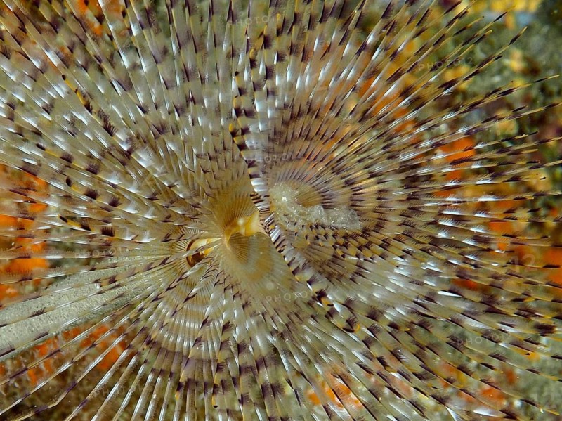 Close-up of a screw-shaped sabella (Sabella spallanzanii) with a radial pattern in shades of brown, dive site: Cap de Creus Marine Protected Area, Rosas, Costa Brava, Spain, Mediterranean Sea