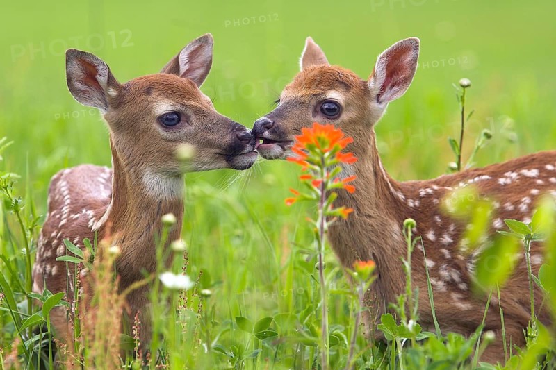 White-tailed deer (Odocoileus virginianus), Minnesota, USA. Two fawns are sniffing a flower in a green meadow
