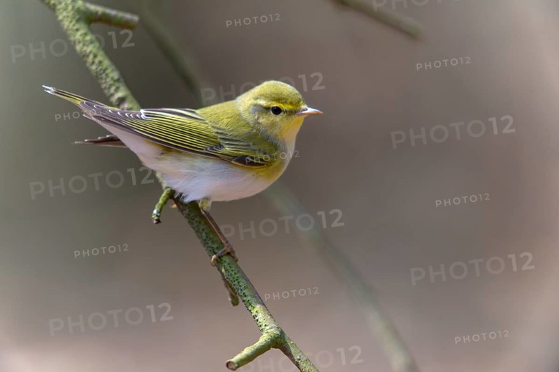 Phylloscopus sibilatrix, woodwarbler, birds, passeri, songbirds, songbirds, birds