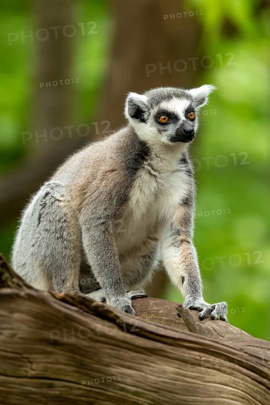 A ring-tailed lemur sits attentively on a tree trunk in green surroundings, a seated ring-tailed lemur (Lemur catta), in captivity, Apenheul, Netherlands