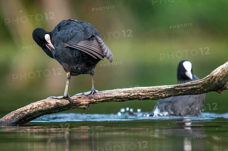 Eurasian Coot Coot, Fulica Atra, Birds, Coot Rail, Gruiformes, Crane Birds, Rails, Rallidae, Birds, Waterbirds, Waterbirds