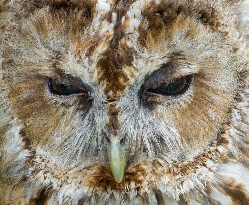 A great grey owl or great gray owl, Strix nebulosa, digitally edited