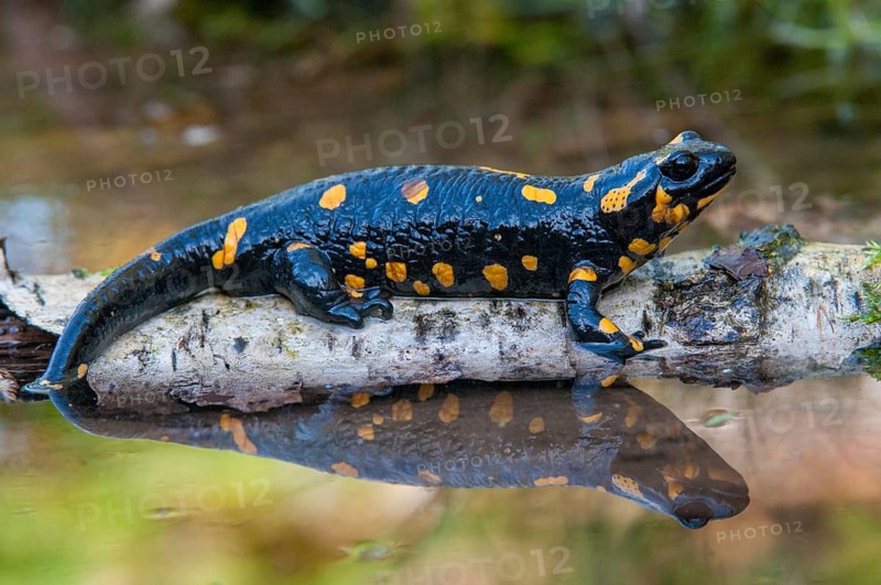 Fire salamander, salamandra salamandra, amphibians, amphibians, caudata, amphibians, amphibians, amphibians, mirror, tail amphibians, mirror image