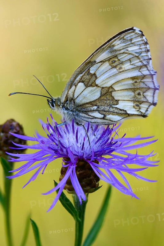 Board game, women's board, marbled white, melanargia galathea, checkerboard, butterfly, high size, portrait format, insects, butterflies, butterflies, butterflies