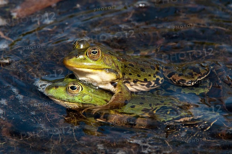 Marsh Frog, Pelophylax Ridibunda, Pelophylax Ridibundus, Rana Ridibunda, Sea Frog, Amphibian, Frog, Frog, Amphibian