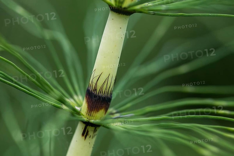 Equisetaceae, Equisetum telmateia, giant horsetail, horsetail, northern giant horsetail, plants