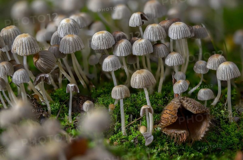 Coprinellus disseminatus, Coprinus disseminatus, sown tintling, fairy inkcap, fungi, mushrooms, tintling, trooping crumble cap