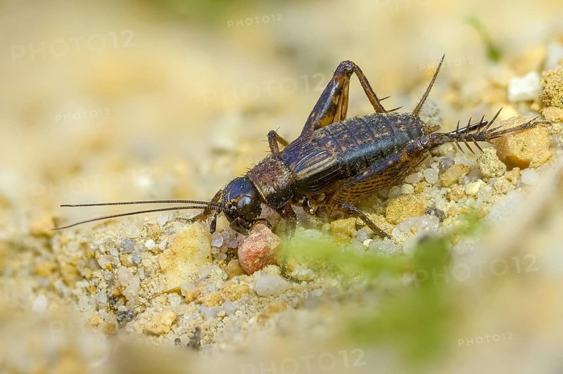 Grasshoppers, Nemobius sylvestris, forest crickets, ensifera, grasshoppers, crickets, grasshoppers, insects, insects, long-feeler scares, wood cricket