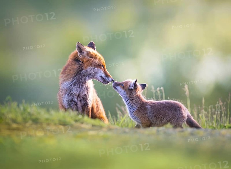 Red fox cubs (Vulpes vulpes) with their mother, tender affection, Zurich, Switzerland