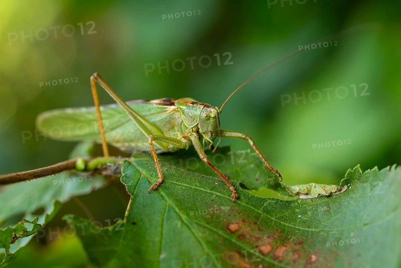 Close-up of a Great green bush cricket (Tettigonia viridissima), also known as green leafhopper, on a gnawed leaf against a blurred green background, Germany