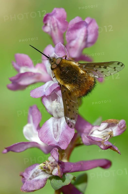 Bombylius Discolor, dotted bee-fly, spotted woolswear, diptera, high size, portrait format, insects, two-winged birds