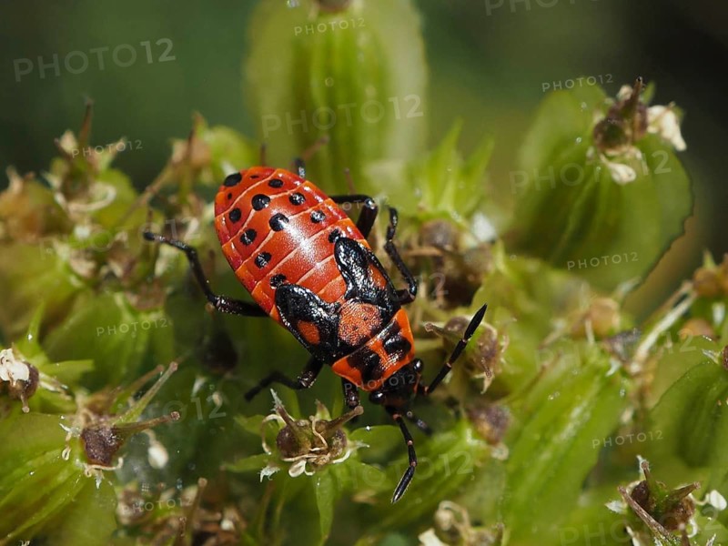 Close-up of a red bug, the rock knight bug (Spilostethus saxatilis), on a green plant, Goms, Canton of Valais, Switzerland